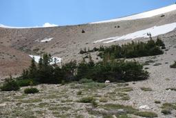 Stanley in the descent cirque [sun jul 2 14:27:35 mdt 2017]